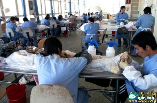 尸体博物馆 真人尸体加工现场 胆小勿入！